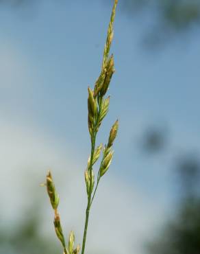 Fotografia 11 da espécie Festuca arundinacea subesp. arundinacea no Jardim Botânico UTAD