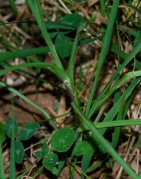 Fotografia 12 da espécie Festuca arundinacea subesp. arundinacea no Jardim Botânico UTAD
