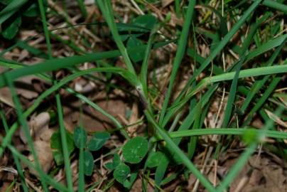 Fotografia da espécie Festuca arundinacea subesp. arundinacea