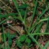 Fotografia 12 da espécie Festuca arundinacea subesp. arundinacea do Jardim Botânico UTAD