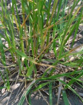 Fotografia 13 da espécie Festuca arundinacea subesp. arundinacea no Jardim Botânico UTAD