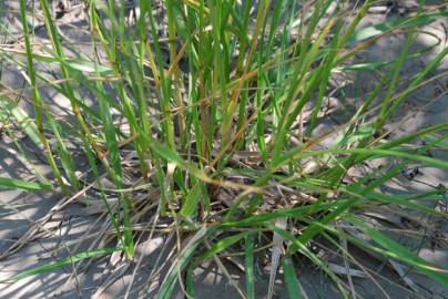 Fotografia da espécie Festuca arundinacea subesp. arundinacea