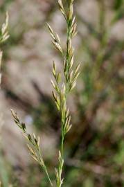 Fotografia da espécie Festuca arundinacea subesp. arundinacea