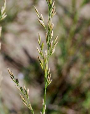 Fotografia 14 da espécie Festuca arundinacea subesp. arundinacea no Jardim Botânico UTAD