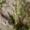 Fotografia 14 da espécie Festuca arundinacea subesp. arundinacea do Jardim Botânico UTAD