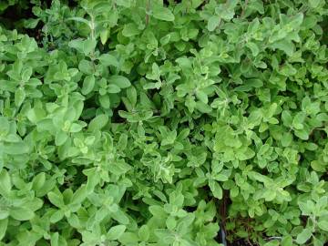 Fotografia da espécie Origanum majorana