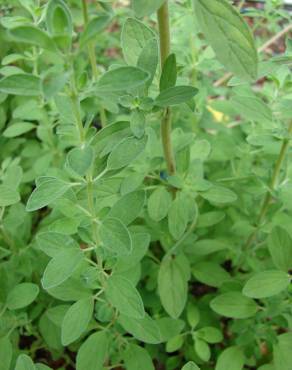 Fotografia 9 da espécie Origanum majorana no Jardim Botânico UTAD