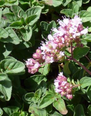 Fotografia 10 da espécie Origanum majorana no Jardim Botânico UTAD