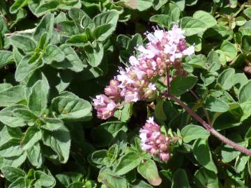 Fotografia da espécie Origanum majorana