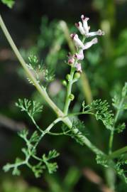 Fotografia da espécie Fumaria parviflora