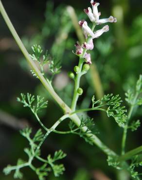 Fotografia 9 da espécie Fumaria parviflora no Jardim Botânico UTAD