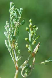 Fotografia da espécie Fumaria parviflora