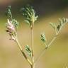 Fotografia 11 da espécie Fumaria parviflora do Jardim Botânico UTAD