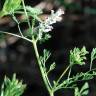 Fotografia 15 da espécie Fumaria parviflora do Jardim Botânico UTAD