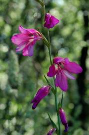 Fotografia da espécie Gladiolus italicus