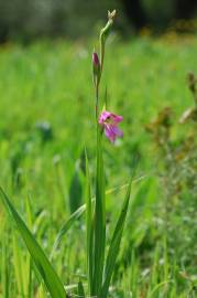 Fotografia da espécie Gladiolus italicus