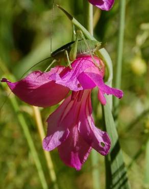 Fotografia 6 da espécie Gladiolus italicus no Jardim Botânico UTAD