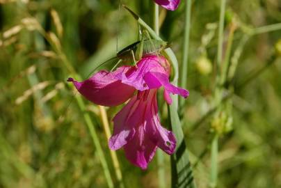 Fotografia da espécie Gladiolus italicus