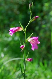 Fotografia da espécie Gladiolus italicus