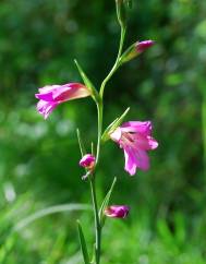 Gladiolus italicus