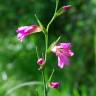 Fotografia 1 da espécie Gladiolus italicus do Jardim Botânico UTAD