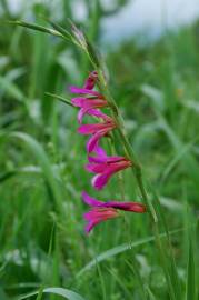 Fotografia da espécie Gladiolus italicus