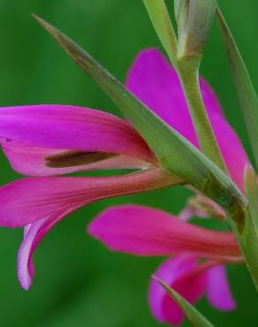 Fotografia 8 da espécie Gladiolus italicus no Jardim Botânico UTAD