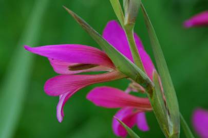 Fotografia da espécie Gladiolus italicus