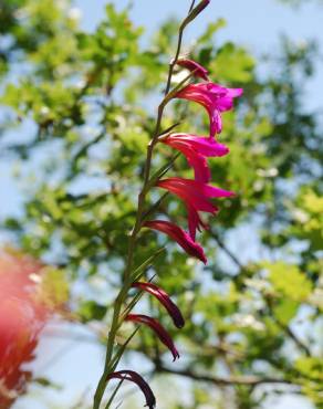 Fotografia 9 da espécie Gladiolus italicus no Jardim Botânico UTAD