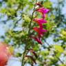 Fotografia 9 da espécie Gladiolus italicus do Jardim Botânico UTAD