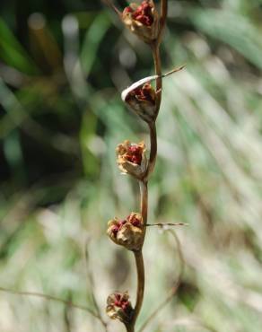 Fotografia 10 da espécie Gladiolus italicus no Jardim Botânico UTAD