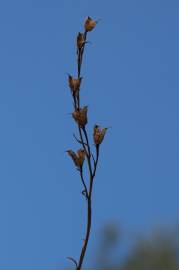 Fotografia da espécie Gladiolus italicus