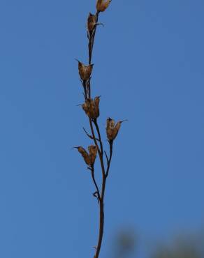 Fotografia 12 da espécie Gladiolus italicus no Jardim Botânico UTAD