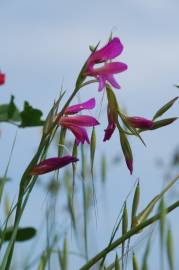 Fotografia da espécie Gladiolus italicus