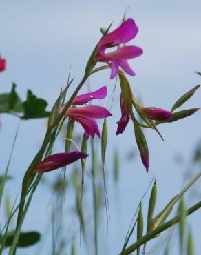 Fotografia 13 da espécie Gladiolus italicus no Jardim Botânico UTAD