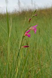 Fotografia da espécie Gladiolus italicus