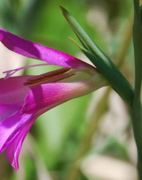 Fotografia 15 da espécie Gladiolus italicus no Jardim Botânico UTAD