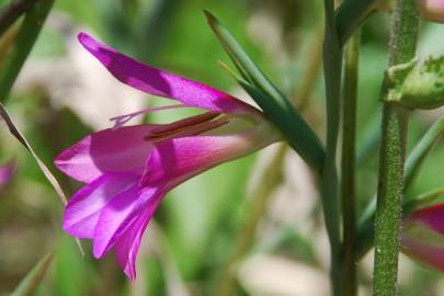 Fotografia da espécie Gladiolus italicus