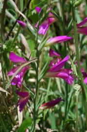 Fotografia da espécie Gladiolus italicus