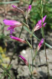 Fotografia da espécie Gladiolus italicus