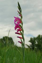 Fotografia da espécie Gladiolus italicus