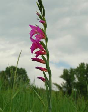 Fotografia 18 da espécie Gladiolus italicus no Jardim Botânico UTAD