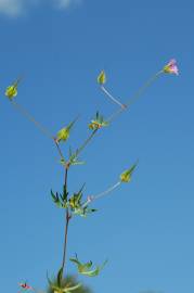 Fotografia da espécie Geranium columbinum