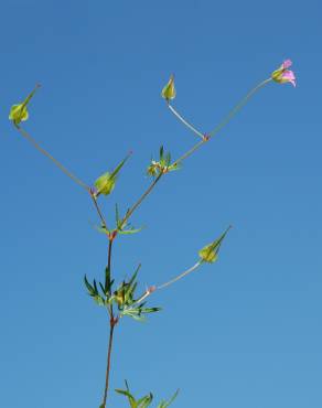 Fotografia 5 da espécie Geranium columbinum no Jardim Botânico UTAD