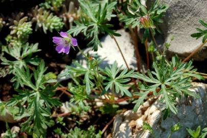 Fotografia da espécie Geranium columbinum