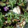 Fotografia 6 da espécie Geranium columbinum do Jardim Botânico UTAD