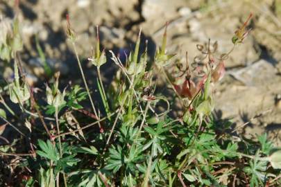 Fotografia da espécie Geranium columbinum