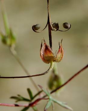 Fotografia 8 da espécie Geranium columbinum no Jardim Botânico UTAD