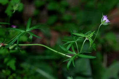 Fotografia da espécie Geranium columbinum