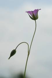 Fotografia da espécie Geranium columbinum